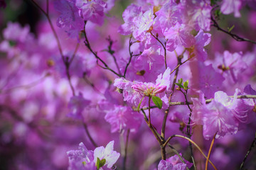 bush of flowering azaleas against a background of trees in a blue haze.