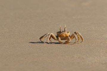 a yellow crab on a sandy beach. the crab is moving along the sand searching for food. 8 legs are clearly visible.