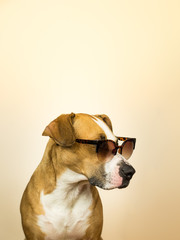 Funny staffordshire terrier dog in sunglasses. Studio photo of pitbull terrier puppy in summer...
