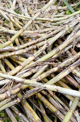 サトウキビの刈り取り