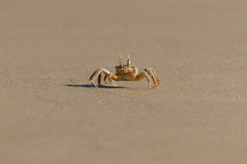 a yellow crab on a sandy beach. the crab is moving along the sand searching for food. 8 legs are clearly visible.