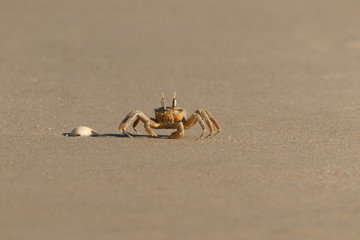 a yellow crab on a sandy beach. the crab is moving along the sand searching for food. 8 legs are clearly visible.