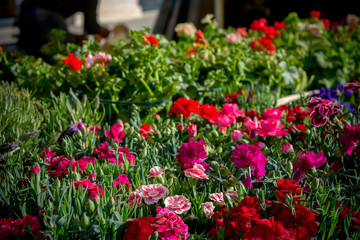 Fototapeta na wymiar Horizontl View of Composition of Flowers on Blur Background. Bari, South of Italy