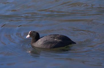 Folaga che nuota sul lago