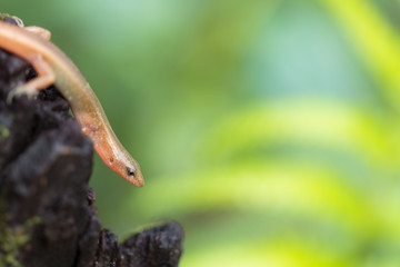 Short-limbed Supple Skink lizard on the tropical forest background. Long body with short legs reptile