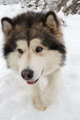 Alaskan Malamute on Snow