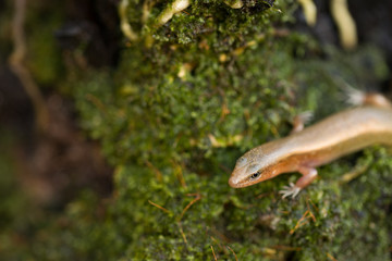 Short-limbed Supple Skink lizard on the tropical forest background. Long body with short legs reptile