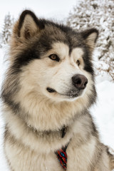 Alaskan Malamute on Snow