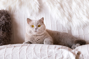 edel - majestätischer BKH Kater - Katze auf dem Sofa - lilac