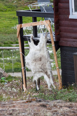 Das Fell eines Eisbären. Fotografiert in Sisimiut Grönland