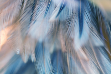 Bird and chickens feather texture for background Abstract,blur style and soft color of art design.