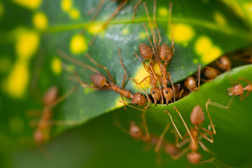 Ant action pulling green leaf.Ant bridge unity team,Concept team work together