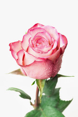 Beautiful fresh rose, isolated on white background