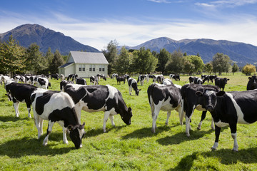 Rinderzucht in Neuseeland