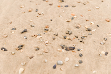 Muscheln und Steine im Sand