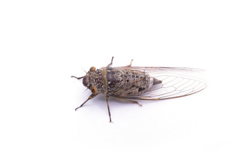 Female cicada insect isolated on white background