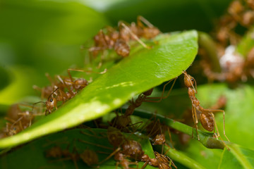 Ants action pulling green leaf.Ant bridge unity team,Concept team work together