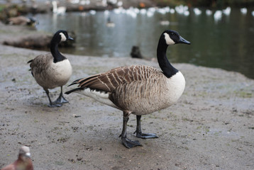 Obraz premium Greylag Goose walking in the Park in London. Wild Gray Gooses at the Lake.