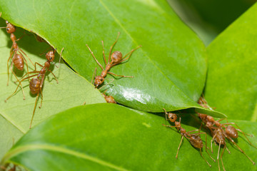 Ants action pulling green leaf.Ant bridge unity team,Concept team work together