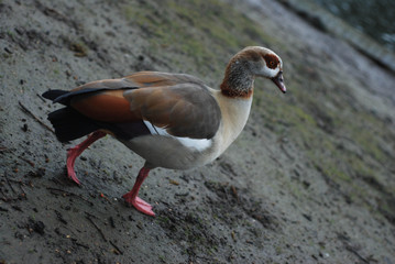 Wild Egyptian Gray Goosey at the Lake in London Park. wild Birds.