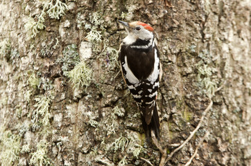 Middle spotted woodpecker. Dendrocopos medius