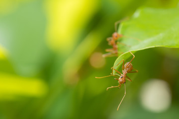 Ants action pulling green leaf.Ant bridge unity team,Concept team work together