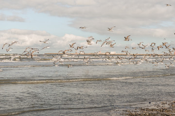 Fliegene Möwen am Strand von Blankenberege Belgien