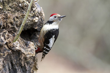 Middle spotted woodpecker. Dendrocopos medius