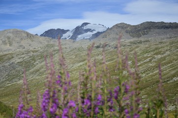 Fototapeta na wymiar Blooming lupine flowers with mountain lake