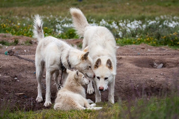 Naklejka na ściany i meble reinrassige Grönlandhunde oder Husky aus Grönland/ Sisimiut