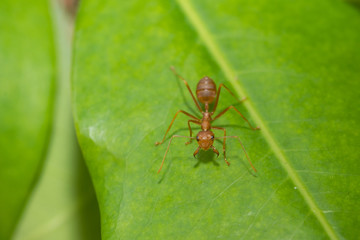 Ants action pulling green leaf.Ant bridge unity team,Concept team work together