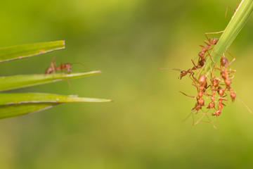 Ant action standing.Ant bridge unity team