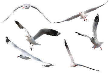 Naklejka premium Set of seagulls flying isolated on white background