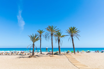 Seaside in Alicante, with palm trees on the beach - obrazy, fototapety, plakaty
