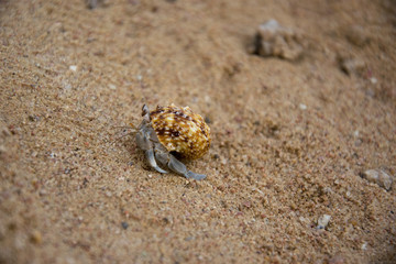 little crab on the sand