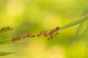 Ant action standing.Ant bridge unity team