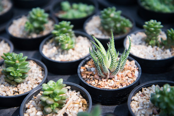 Cactus in small pot