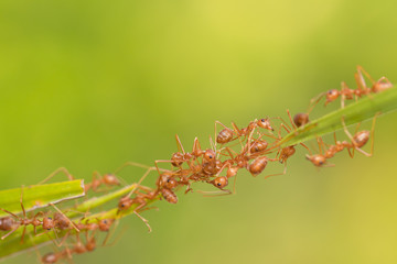 Ant action standing.Ant bridge unity team