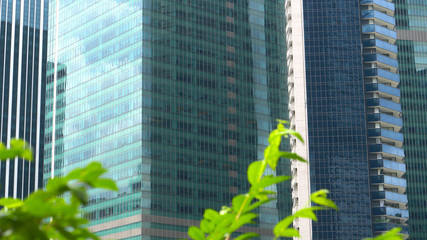 CLOSE UP: Contemporary glassy skyscrapers behind green tree leaves in big city