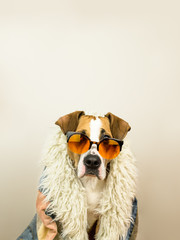 Funny staffordshire terrier dog portrait in sunglasses and hippy coat. Studio photo of pitbull terrier puppy in bright color summer eyeglasses posing in front of neutral background
