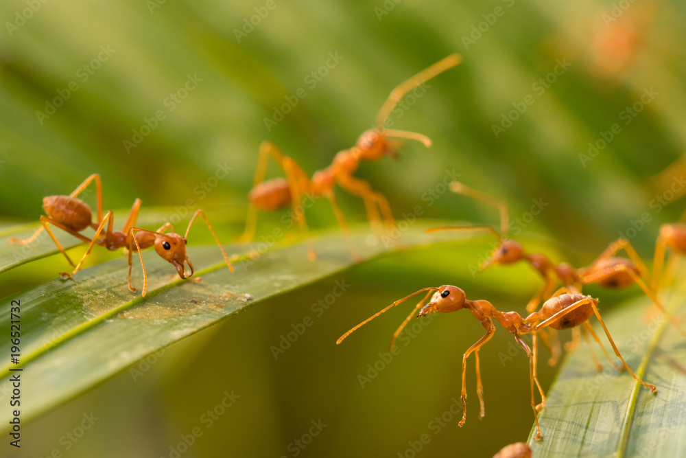 Wall mural Ant action standing.Ant bridge unity team,Concept team work together