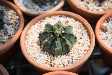 Cactus in small pot