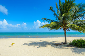 Naklejka na ściany i meble Paradise beach in Placencia, tropical coast of Belize, Caribbean Sea, Central America.
