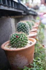 Cactus in small pot