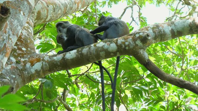 Syke's monkey (Cercopithecus mitis ssp. albogularis) in Jozani Forest on island of Zanzibar, Tanzania, Africa. Close up of feeding on leaves and fruits.