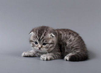 Small scottish fold kitten