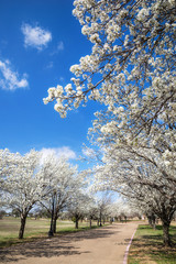 White Bradford pear trees blooming along a street in the Texas spring. Sunny day with beautiful blue sky and white clouds.