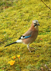 Eichelhäher (Garrulus glandarius)