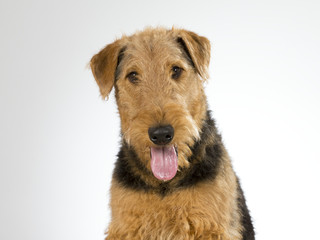 Airedale terrier puppy portrait. Image taken in a studio with white background.