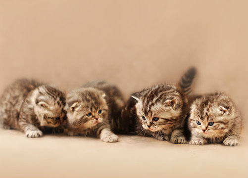 Small scottish fold kittens